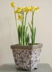 Вирощуємо нарциси на підвіконні, зразкова садиба (підвіконні) Вирощуємо нарциси на підвіконні, зразкова садиба