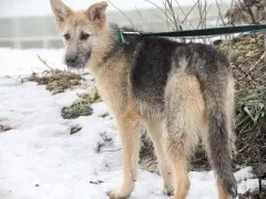 Виставки тварин Київ, mska