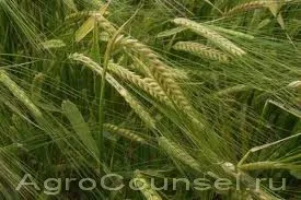 Вирощування ячменю, agrocounsel (шкідники та хвороби польових культур) Вирощування ячменю, agrocounsel