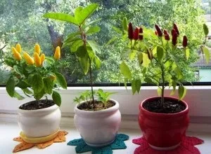 Вирощуємо гострий перець вогник на підвіконні - поради по догляду
