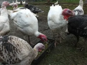 Вирощування індиків на м'ясо в домашніх умовах як побудувати пташник (індиків) Вирощування індиків на м'ясо в домашніх умовах як побудувати пташник