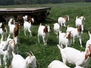 Вирощуємо кіз на дачі