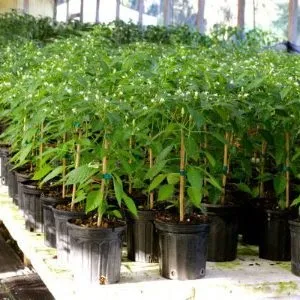 Вирощування перцю в теплиці догляд, формування й підгодівлі - город без турбот (догляд) Вирощування перцю в теплиці догляд, формування й підгодівлі - город без турбот