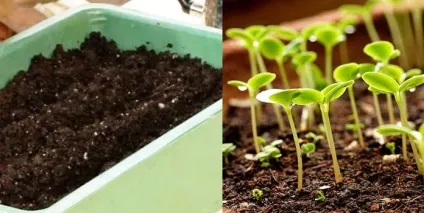 Вирощування кольрабі розсадою, посадка і догляд за капустою, фото (вирощування) Вирощування кольрабі розсадою, посадка і догляд за капустою, фото