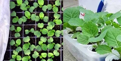Вирощування кольрабі розсадою, посадка і догляд за капустою, фото (розсадою) Вирощування кольрабі розсадою, посадка і догляд за капустою, фото