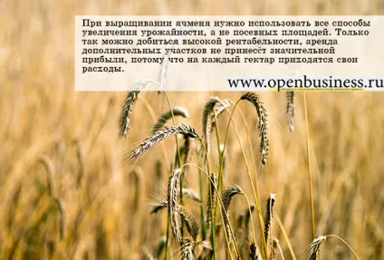 Вирощування ячменю як бізнес (вирощування ячменю) Вирощування ячменю як бізнес