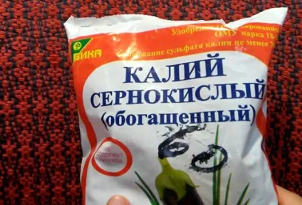 Вирощування цибулі порею в умовах холодного клімату (умовах) Вирощування цибулі порею в умовах холодного клімату