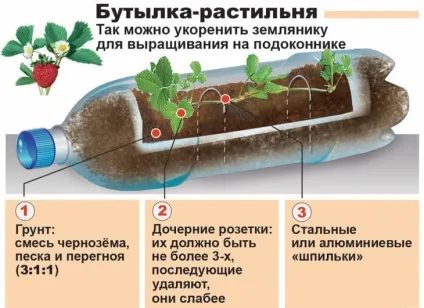Вирощування полуниці на вертикальних грядках (грядках) Вирощування полуниці на вертикальних грядках