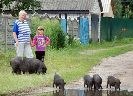 Віслобрюха свиня вигідний бізнес, придбання, розведення і прибуток (вислобрюхая свиня вигідний бізнес розведення в'єтнамська прибутковий травоїдні) Віслобрюха свиня вигідний бізнес, придбання, розведення і прибуток