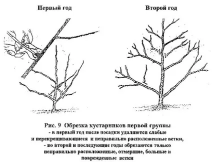 Вирощування калини бульденеж в своєму саду правила посадки та догляду за чагарником (догляду) Вирощування калини бульденеж в своєму саду правила посадки та догляду за чагарником
