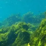 водорості спіруліна