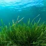 водорості спіруліна