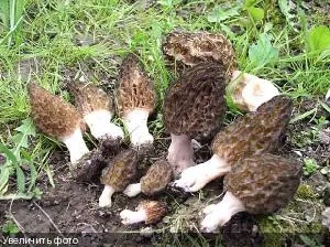В город за грибами