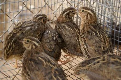 Ворота в приватному будинку своїми руками