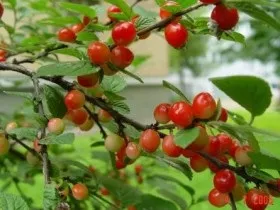 Повстяна вишня посадка і розмноження, вирощування і догляд (насіння) Повстяна вишня посадка і розмноження, вирощування і догляд