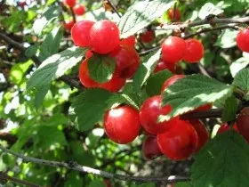 Повстяна вишня посадка і розмноження, вирощування і догляд (повстяна) Повстяна вишня посадка і розмноження, вирощування і догляд
