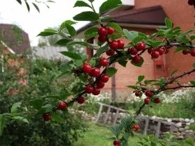 Повстяна вишня посадка і розмноження, вирощування і догляд (догляд) Повстяна вишня посадка і розмноження, вирощування і догляд