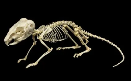 Все про шиншил