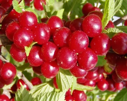 Повстяна вишня посадка і розмноження, вирощування і догляд (рослина) Повстяна вишня посадка і розмноження, вирощування і догляд