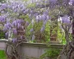 Кучеряві рослини для саду швидкозростаючі (рослини) Кучеряві рослини для саду швидкозростаючі
