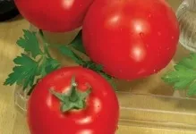 Характеристики та опис сорту томату діброва помідор фото, відгуки хто садив, врожайність (характеристики і опис сорту томату діброва) Характеристики та опис сорту томату діброва помідор фото, відгуки хто садив, врожайність