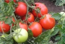 Характеристики та опис сорту томату діброва помідор фото, відгуки хто садив, врожайність (характеристики і опис сорту томату діброва) Характеристики та опис сорту томату діброва помідор фото, відгуки хто садив, врожайність