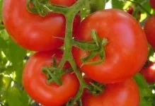 Характеристики та опис сорту томату діброва помідор фото, відгуки хто садив, врожайність (опис) Характеристики та опис сорту томату діброва помідор фото, відгуки хто садив, врожайність