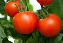 Характеристики та опис сорту томату діброва помідор фото, відгуки хто садив, врожайність (опис) Характеристики та опис сорту томату діброва помідор фото, відгуки хто садив, врожайність