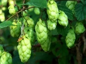 Кучеряві рослини для альтанки багаторічні назви фото (альтанки) Кучеряві рослини для альтанки багаторічні назви фото