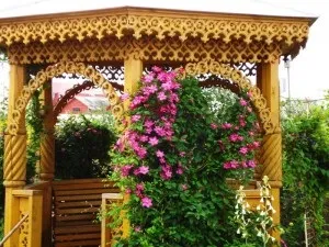 Кучеряві рослини для альтанки багаторічні назви фото (багаторічні) Кучеряві рослини для альтанки багаторічні назви фото