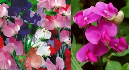 Кучеряві рослини для саду швидкозростаючі (кучеряве) Кучеряві рослини для саду швидкозростаючі