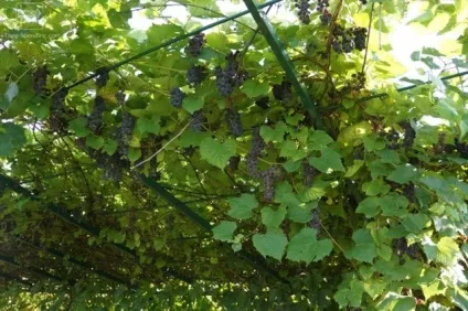 Кучеряві рослини для альтанки багаторічні назви фото (багаторічні) Кучеряві рослини для альтанки багаторічні назви фото