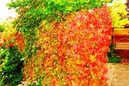 Кучеряві рослини для альтанки багаторічні назви фото (альтанки) Кучеряві рослини для альтанки багаторічні назви фото