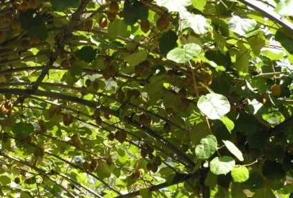 Кучеряві рослини для альтанки багаторічні назви фото (рослини) Кучеряві рослини для альтанки багаторічні назви фото