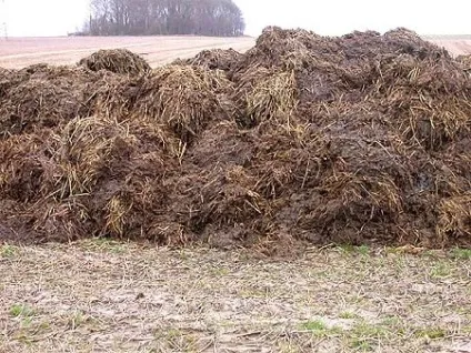Сходи гарбуза через скільки днів проростають насіння (скільки) Сходи гарбуза через скільки днів проростають насіння