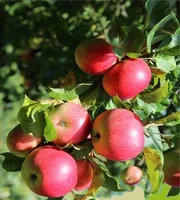 Яблуня - опис рослини, лікувальні властивості (лікувальні) Яблуня - опис рослини, лікувальні властивості
