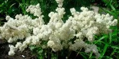 Хвощ польовий корисні властивості і протипоказання, фото (корисні) Хвощ польовий корисні властивості і протипоказання, фото