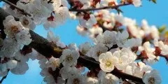 Хвощ польовий корисні властивості і протипоказання, фото (польовий) Хвощ польовий корисні властивості і протипоказання, фото