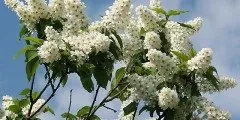 Хвощ польовий корисні властивості і протипоказання, фото (польовий) Хвощ польовий корисні властивості і протипоказання, фото