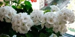 Хвощ польовий корисні властивості і протипоказання, фото (властивості) Хвощ польовий корисні властивості і протипоказання, фото