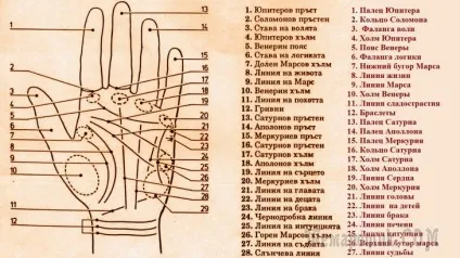 Хіромантія з роз'ясненнями для початківців (якій руці гадати) Хіромантія з роз'ясненнями для початківців