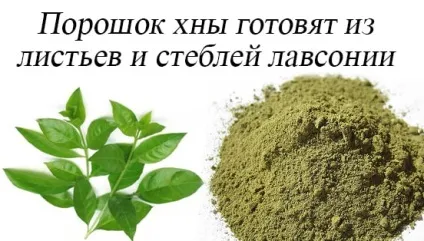 Хна склад, властивості і застосування (оливкової арганового масла) Хна склад, властивості і застосування
