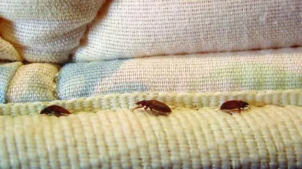 Навіщо в світі потрібні водяні клопи хижий водяний клоп опис, фото