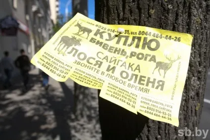 Навіщо у населення масово скуповують роги і бивні тварин (бивні) Навіщо у населення масово скуповують роги і бивні тварин