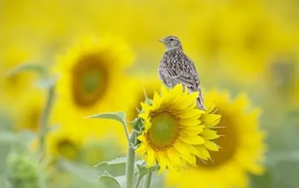 Жайворонок (alauda arvensis) спів, проживання, харчування, види, фото (спів) Жайворонок (alauda arvensis) спів, проживання, харчування, види, фото