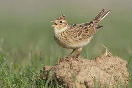 Жайворонок (alauda arvensis) спів, проживання, харчування, види, фото (жайворонок) Жайворонок (alauda arvensis) спів, проживання, харчування, види, фото