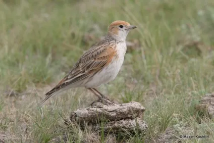 Жайворонок (alauda arvensis) спів, проживання, харчування, види, фото (жайворонок) Жайворонок (alauda arvensis) спів, проживання, харчування, види, фото