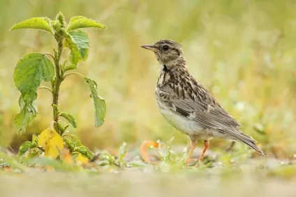 Жайворонок (alauda arvensis) спів, проживання, харчування, види, фото (спів) Жайворонок (alauda arvensis) спів, проживання, харчування, види, фото