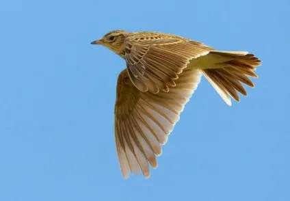 Жайворонок (alauda arvensis) спів, проживання, харчування, види, фото (види) Жайворонок (alauda arvensis) спів, проживання, харчування, види, фото