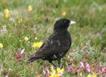 Жайворонок (alauda arvensis) спів, проживання, харчування, види, фото (спів) Жайворонок (alauda arvensis) спів, проживання, харчування, види, фото